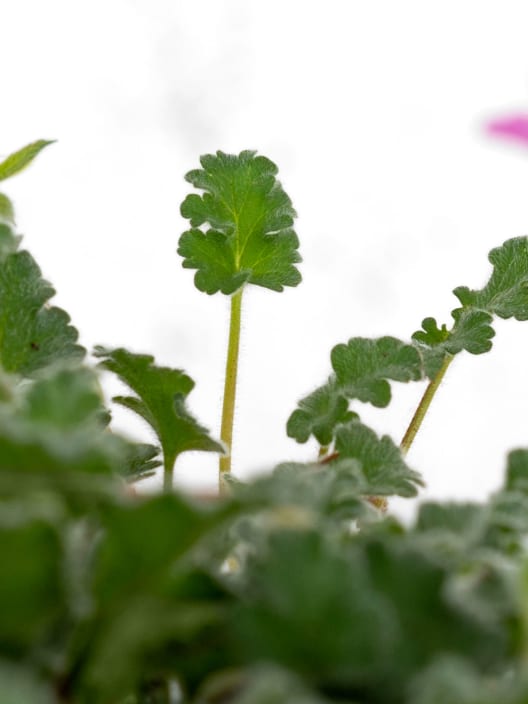 Erodium × variabile 'Bishop's Form'