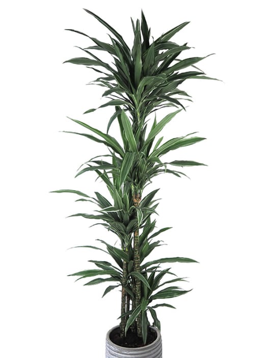 Dracaena fragrans