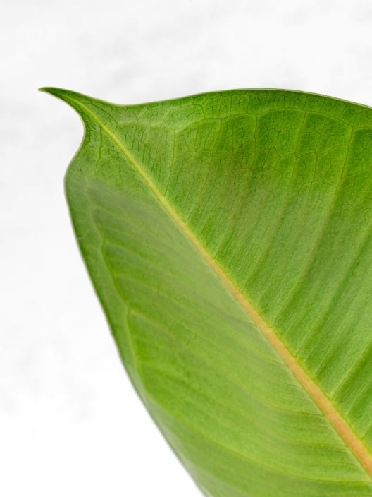 Ficus elastica Robusta