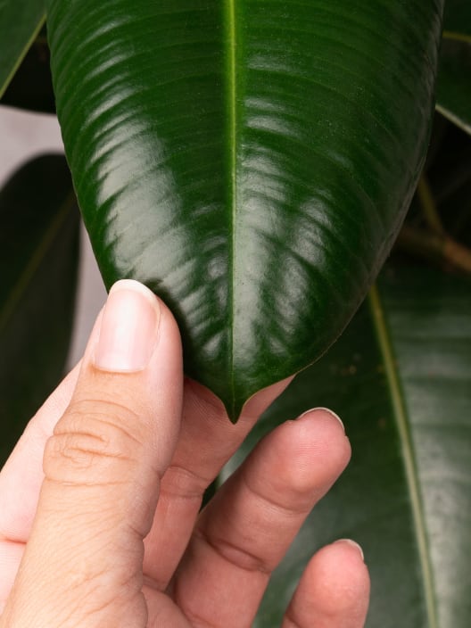 Ficus elastica Robusta