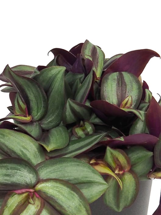 Tradescantia zebrina Mini