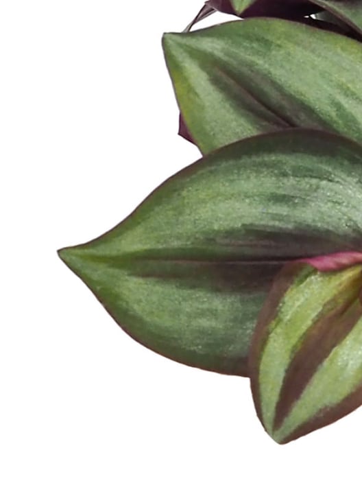 Tradescantia zebrina Mini