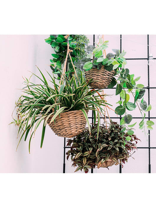 Tradescantia zebrina Mini