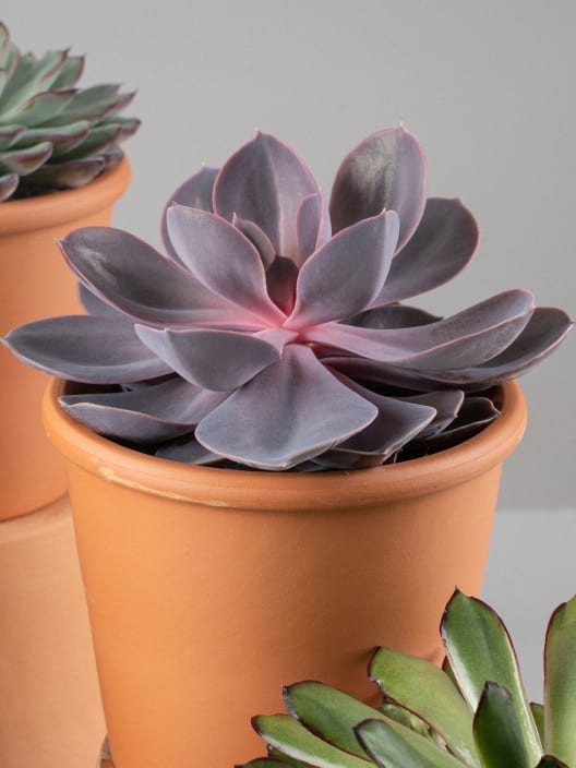 Echeveria (variadas)