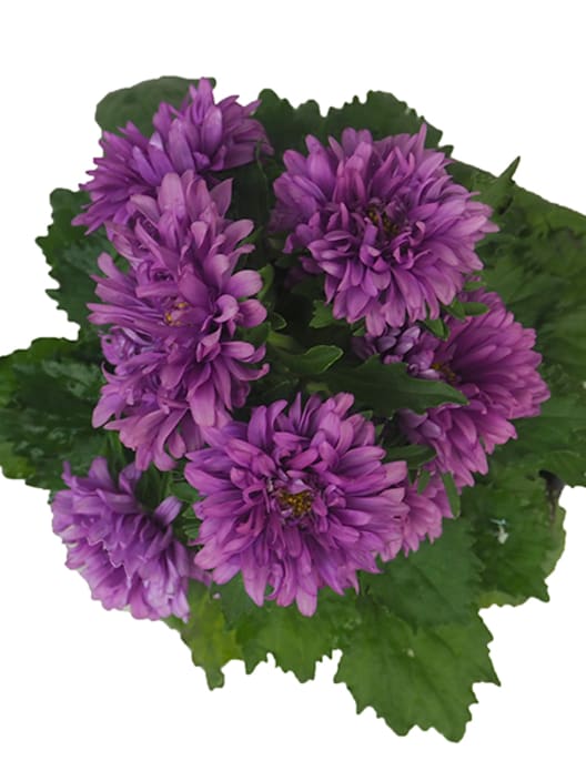 Callistephus chinensis (Aster de China)