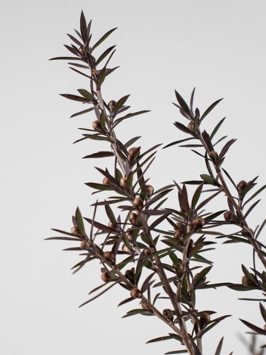 Leptospermum scoparium (Manuka)