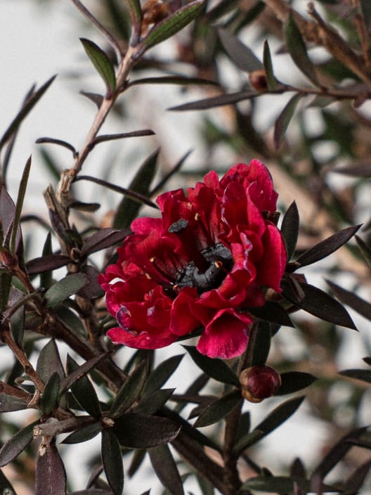 Leptospermum scoparium (Manuka)