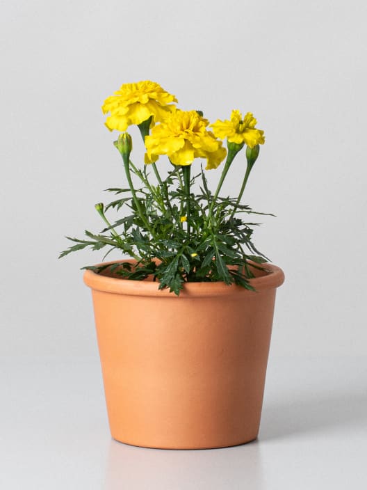 Tagetes patula (Clavel de moro)