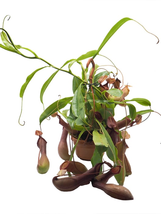 Nepenthes (varias especies)