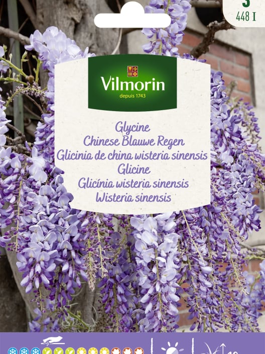 Semilla wisteria sinensis (glicinia)