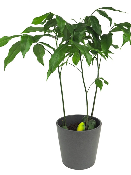 Castanospermum australe
