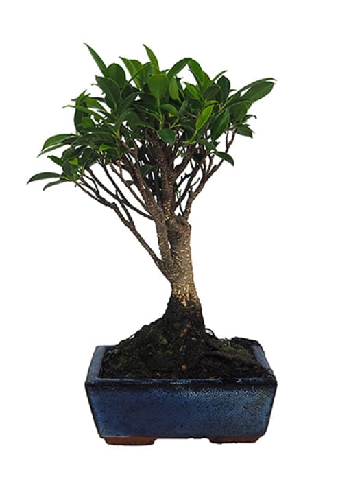 Bonsai Higuera de la India (Ficus retusa)