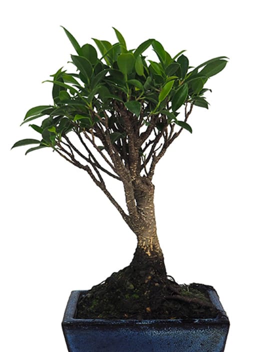 Bonsai Higuera de la India (Ficus retusa)