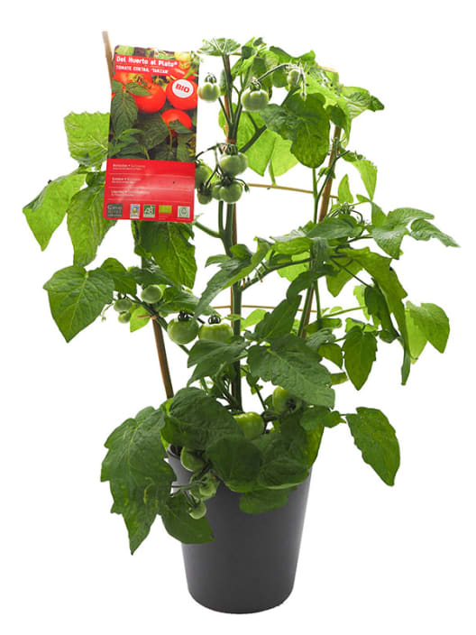 Tomate - Planta de huerto