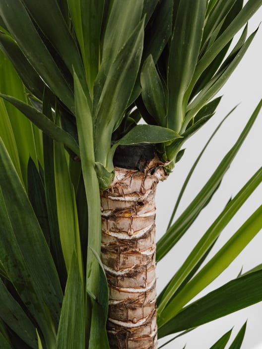 Yucca gigantea
