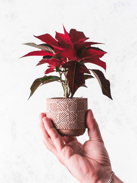 Flor de Pascua - mini