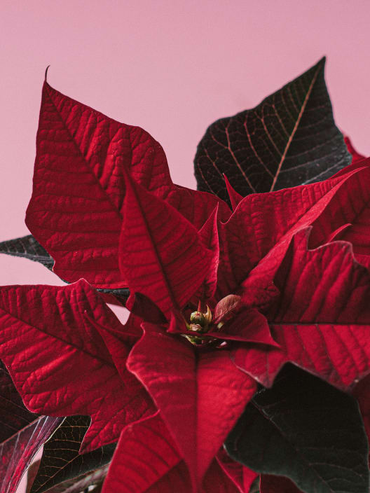 Flor de Pascua - mini