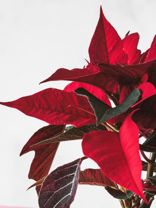 Flor de Pascua - mini