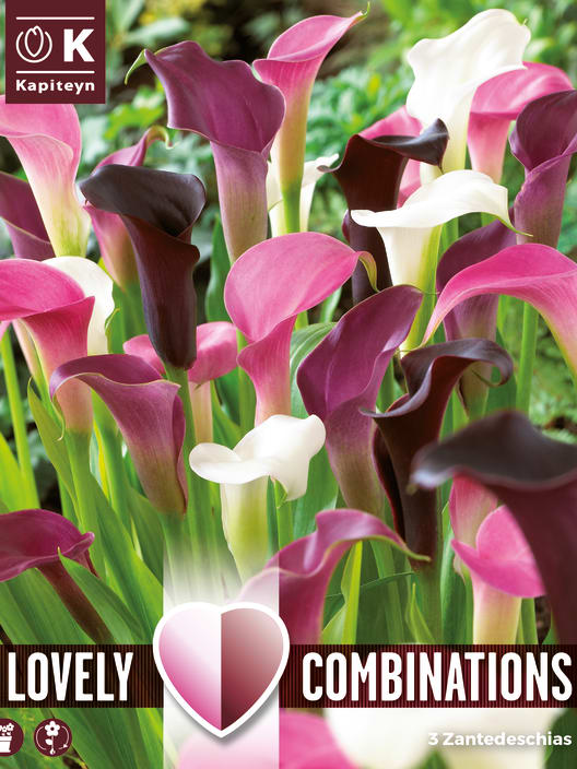 Bulbos de Zantedeschia Lovely Combinations morado y blanco