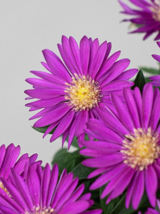 Aster novi-belgii