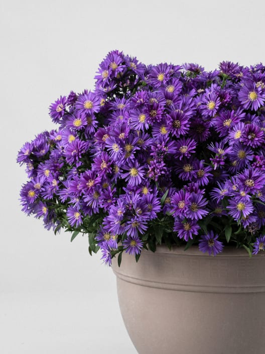 Aster novi-belgii