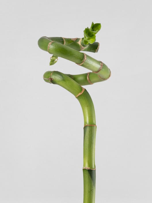 Bambú de la suerte en espiral (lucky bamboo)
