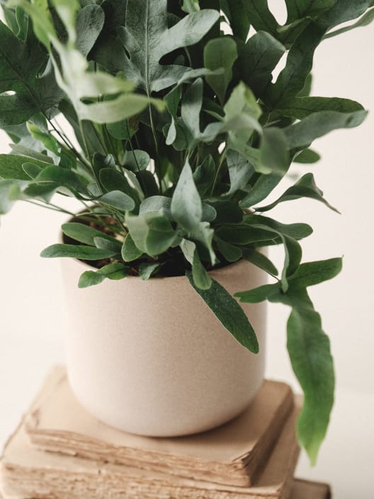 Helecho Phlebodium aureum 'Blue Star'