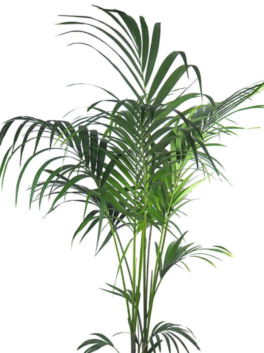 Kentia (howea forsteriana)