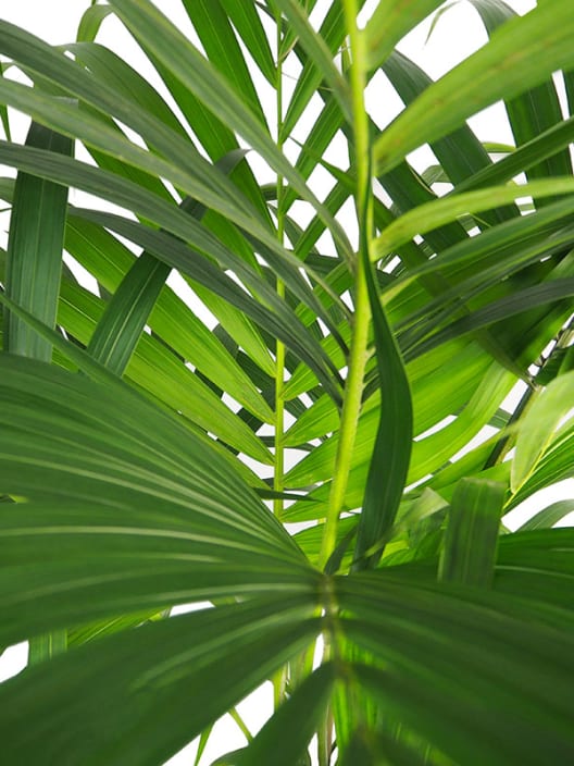 Kentia (howea forsteriana)