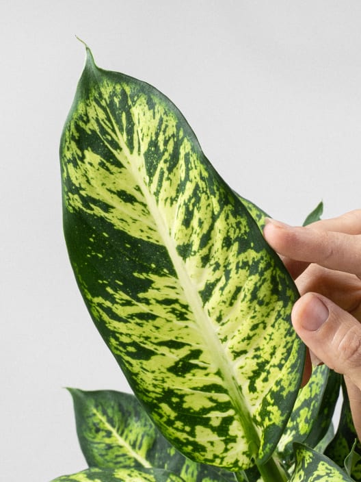 Dieffenbachia 'Mars Sublime'