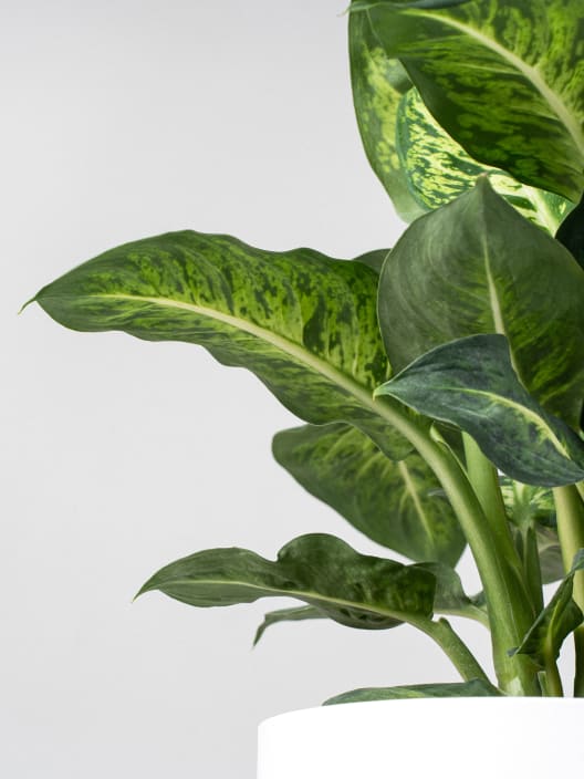 Dieffenbachia 'Mars Sublime'