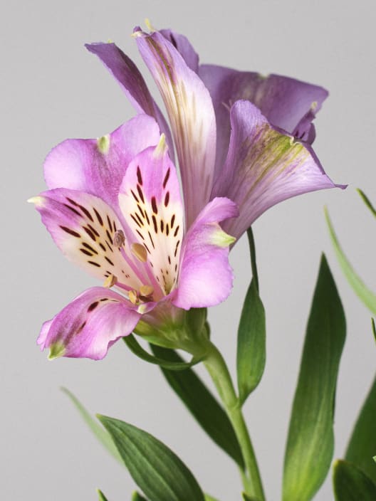 Alstroemeria