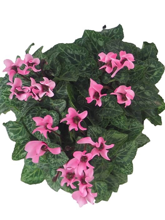 Cyclamen (varios colores)