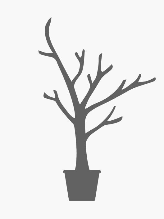 Salix babylonica (Sauce llorón)