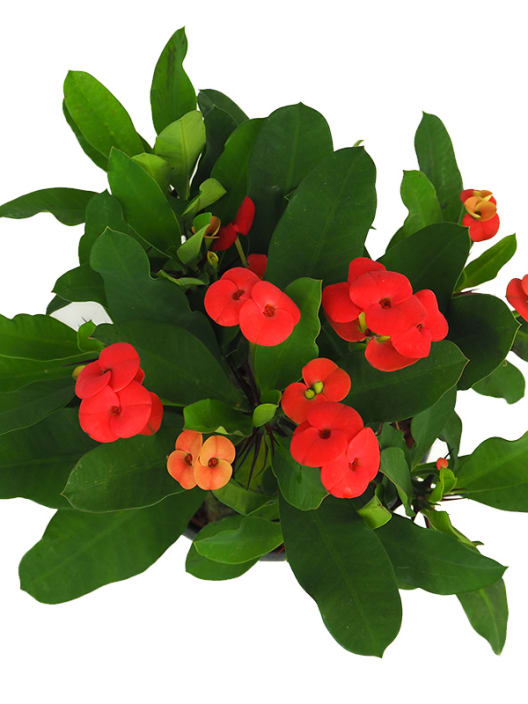 Euphorbia milii
