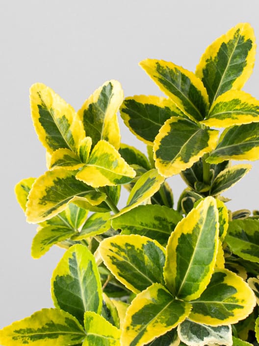 Evónimo dorado - Euonymus japonicus 'Aurea'