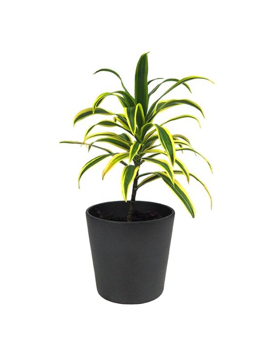 Dracaena reflexa (Song of India)