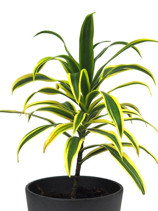 Dracaena reflexa (Song of India)