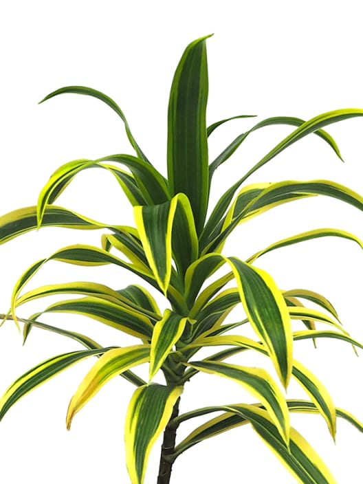 Dracaena reflexa (Song of India)