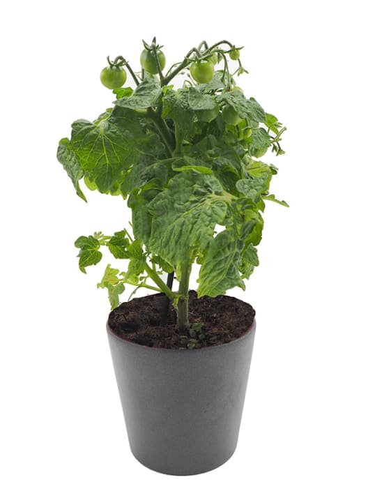 Tomate - Planta de huerto