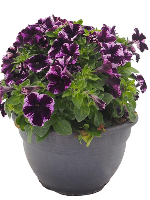 Petunia 'Surfinia' multicolor