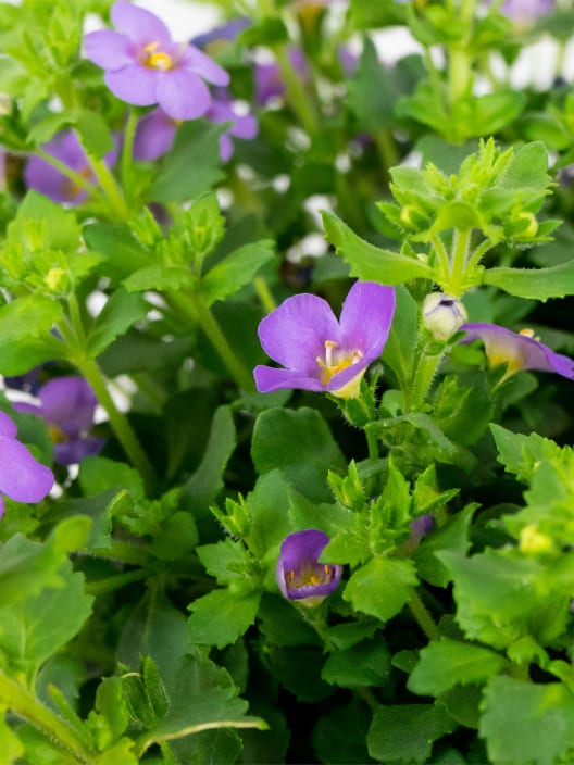 Bacopa (Sutera cordata)