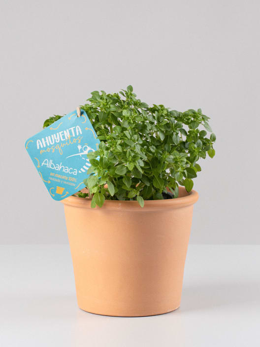 Albahaca citronela - Planta aromática