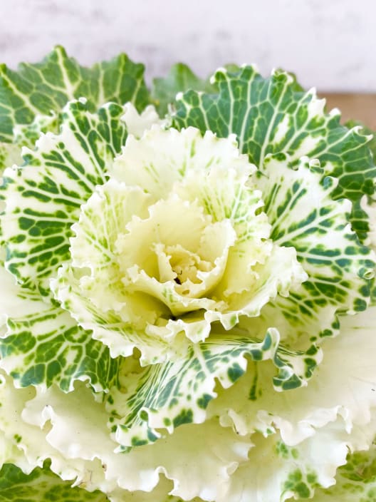 Brassica oleracea (Col ornamental)