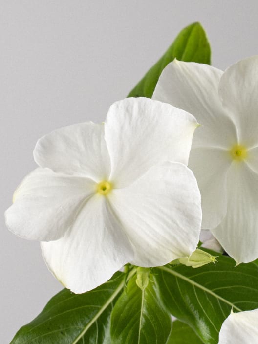 Catharanthus roseus (Vinca)