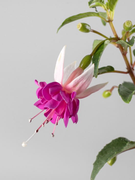 Fuchsia (Pendientes de la reina)