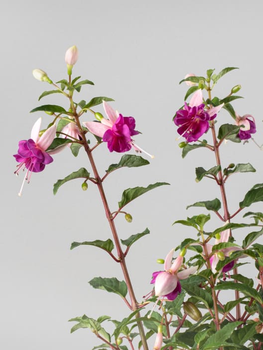 Fuchsia (Pendientes de la reina)