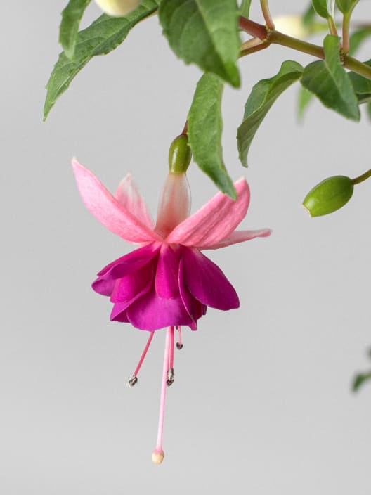 Fuchsia (Pendientes de la reina)