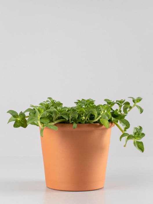 Poleo (mentha pulegium) - Planta aromática