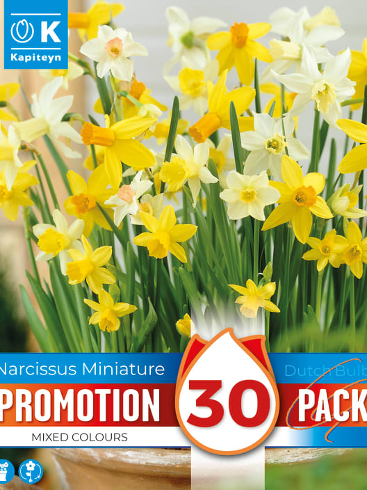 Bulbos de Narcissus Mix Promotion Botanical